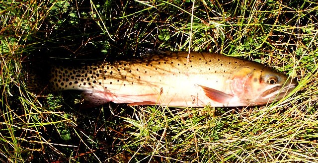 /i/Amalia/Web_Cutthroat_July_22-2.jpg