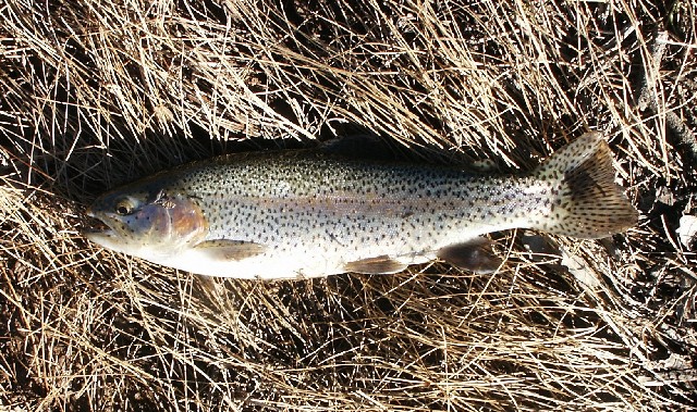 /i/Fishing/webssysrainbowdec04.JPG